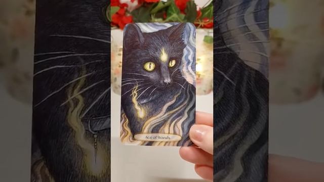 Soul Cats Tarot | Unboxing & Review смотреть онлайн