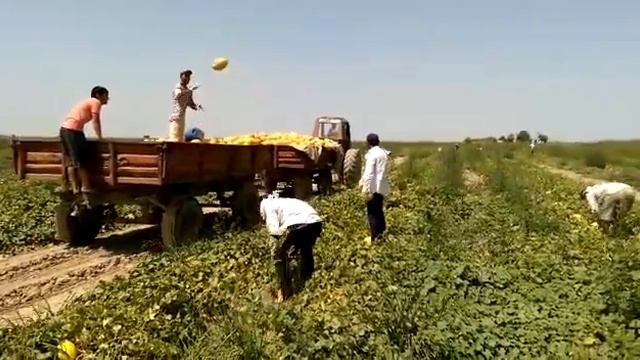 Урожай дыня смотреть онлайн