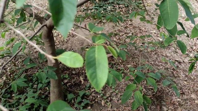 Cherimoya (Annona cherimola) fruiting in S France without protection