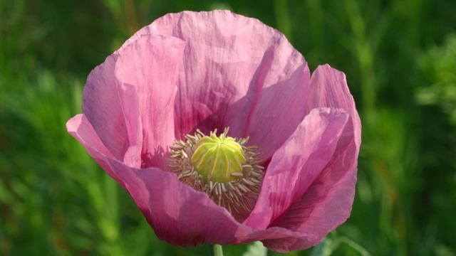 Mohn, Klatsch-Mohn, Schlaf-Mohn und andere смотреть онлайн