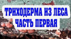 Триходерма из леса, размножение без стерилизации на перловой крупе. Часть первая.
