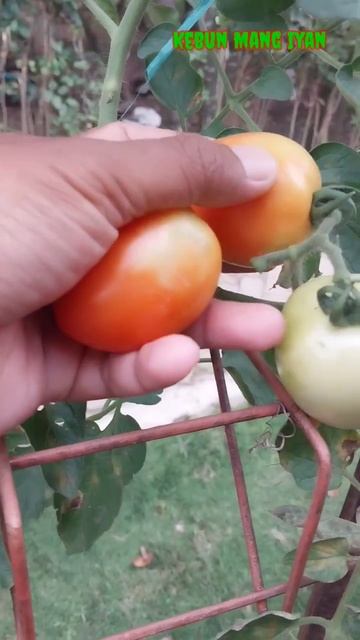 Berkebun sayur dan buah di halaman rumah.