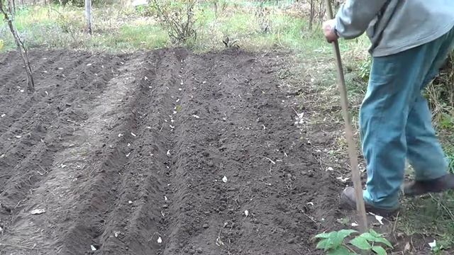Сажу чеснок на зиму, без заморочек смотреть онлайн