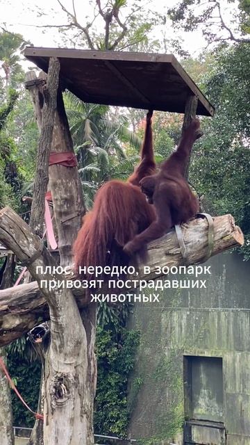 Кто-то еще ходит в зоопарки? зоопарк экология защитаживотных плюсыиминусы животные