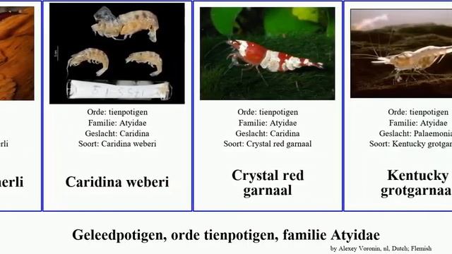 Geleedpotigen, orde tienpotigen, familie Atyidae caridina arthropoda Troglocaris Amanogarnaal You