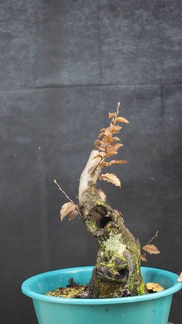 8. Carpinus betulus.