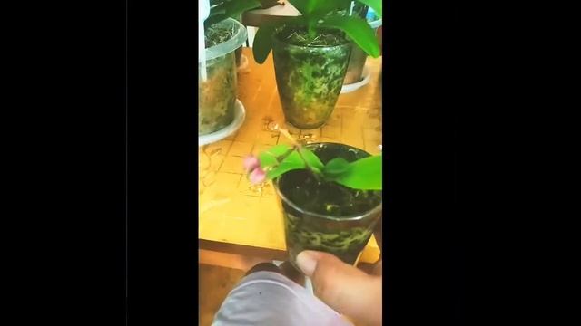 МОИ ОРХИДЕИ [ЧАСТЬ 1] смотреть онлайн