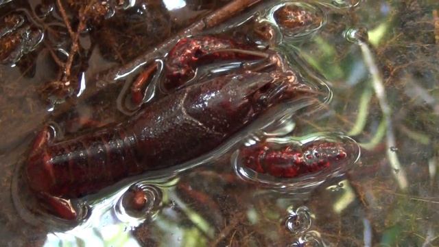 Roter Amerikanischer Sumpfkrebs HD Procambarus clarkii in Aktion 14.07.2012 Leipzig смотреть онлайн