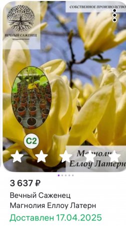 Вечный Саженец
Магнолия Еллоу Латерн