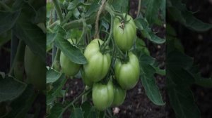 Где нельзя сажать редьку: урожая не увидите