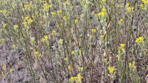 Желтушник и сердечные гликозиды