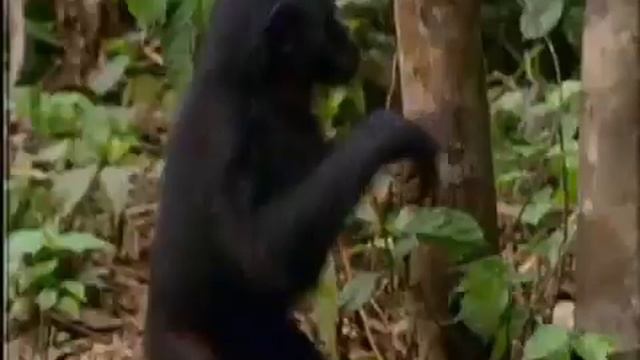 Iki ayak üzerinde dik olarak yürüyen Bonobo maymunları смотреть онлайн