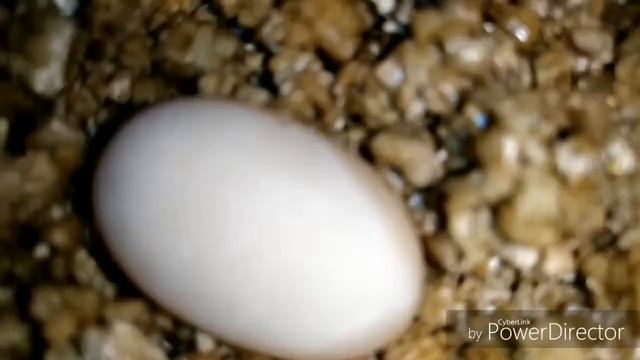 Huevos de pogona vitticeps /Alex Nature Channel смотреть онлайн