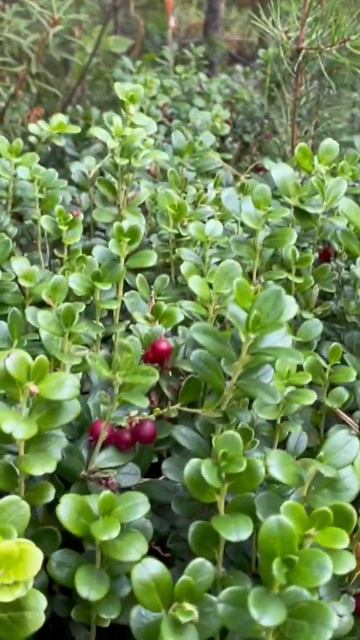 Брусника - королевская ягода смотреть онлайн