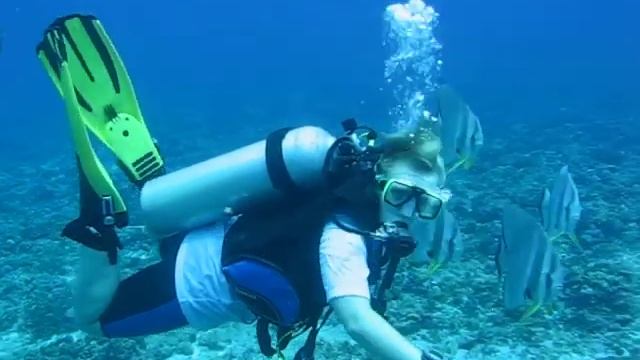 Swimming with Batfish смотреть онлайн