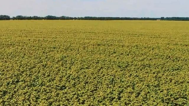 Агро-Сибирь Алтайский край фон заставка AGROEVENTS.RU агропредприятие хозяйство смотреть онлайн