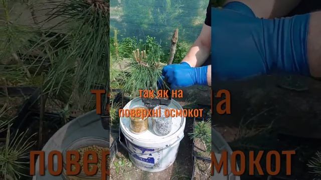 як правильно вносити добрива для контейнерних рослин в горщики