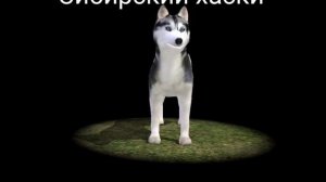 Все породы из игры Dog Sim online: Raise a family с названиями!