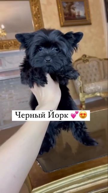 Питомник цветных йорков «Оберег Велеса» #черныййорк#йорк#цветныейорки