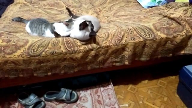 Кошачьи ласки.