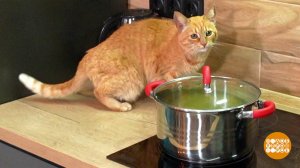 Если котик один дома... Доброе утро. Фрагмент выпуска от 17.04.2025