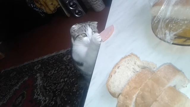 Кошка в раздумье смотреть онлайн