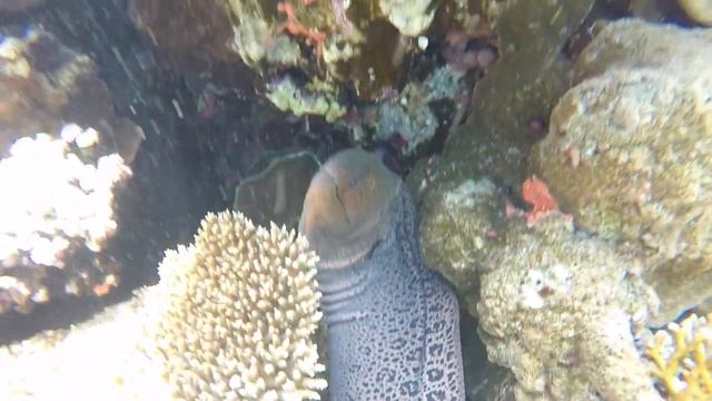 Мурена 1 смотреть онлайн