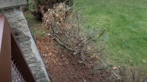 Супер обрезка хвойных. Жесть. "Хорошая" обрезка в Чехии. 1 часть.