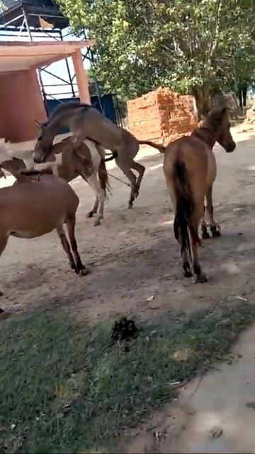 krycie koni zimnokrwistych sokolskich sokol смотреть онлайн