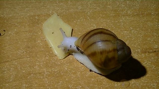 Achatina achatina & Archachatina marginata смотреть онлайн