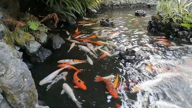 золотые рыбки в бассейне у батумского Аквариума смотреть онлайн