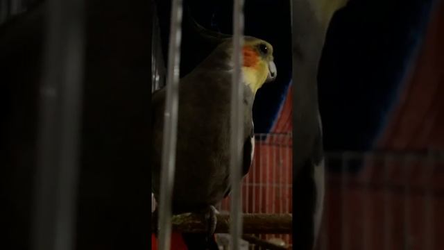 говорящий попугай корелла смотреть онлайн