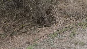 17.04.2025.Усадьба Парк Кино Ляхово.Парк Кошек. Домодедово.Обзор проделанных работ в Д. Ляхово. Домо