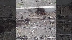 Капельный полив огурцов. Дёшево и сердито