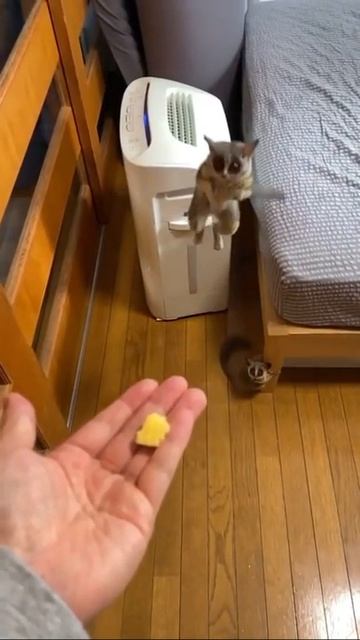 WHOA! This galago can really jump)) смотреть онлайн