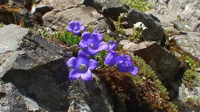 mid09 5200 1 смотреть онлайн