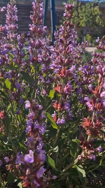 Шалфей🪻#цветущийсад #цветы #шалфей смотреть онлайн