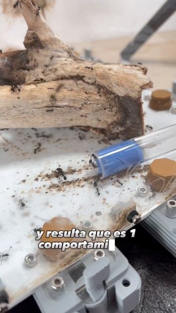 Las hormigas son más ordenadas que tu! смотреть онлайн