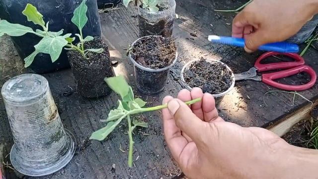 ปักชำกิ่งมะเขือ✔️มือใหม่สามารถทำตามได้เลย смотреть онлайн