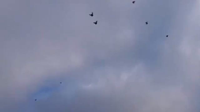 голуби - Серпастый полёт голубей! смотреть онлайн
