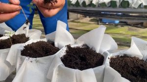 Momotaro tomato 🍅 planting in summer!