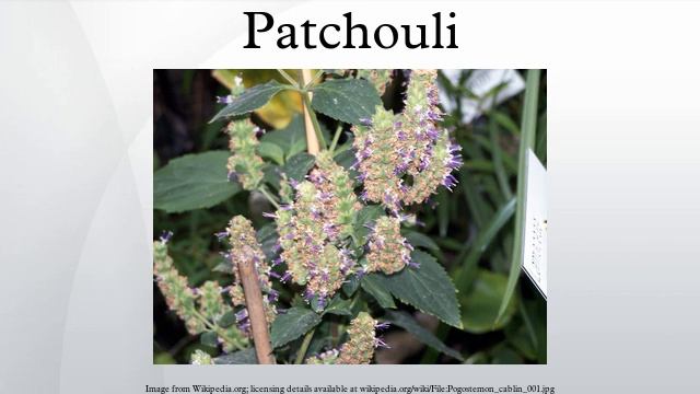 Patchouli смотреть онлайн