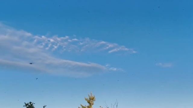 Комары атакуют. смотреть онлайн