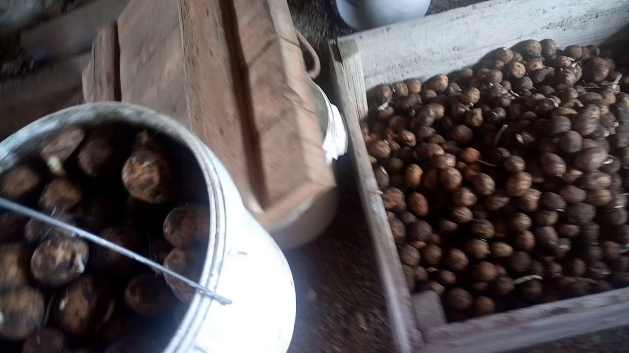 Достаём посадочный кортофель .