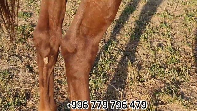 оборот МИҢ 😱 күлүктөр БОЛОТ АКЕДЕН ЧЫКТЫ смотреть онлайн