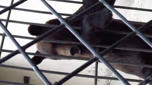 Бурый медведь просит лакомство смотреть онлайн