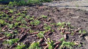 Сбор урожая картофеля, моркови и свеклы (буряка). Сентябрь - октябрь 2022