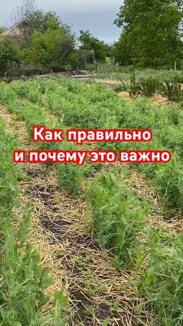 Собрать 4-5 урожая за сезон Хитрук Елена Украина #огород#севооборот#урожай2024#украина#хитрукелена