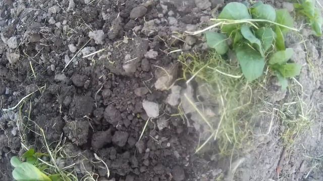 картошка село терново смотреть онлайн