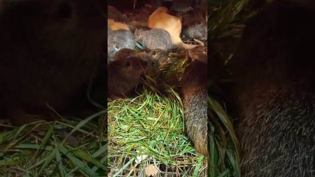 Нутряшки хрумкают последнюю травку. смотреть онлайн